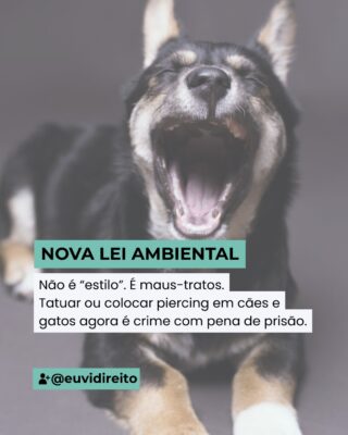 A nova Lei 15.150/2025 altera a Lei de Crimes Ambientais (9.605/98) para tipificar como crime contra a fauna a realização ou permissão de tatuagens e piercings em animais domésticos (cães e gatos) com fins estéticos.

A pena prevista é de 2 a 5 anos de reclusão, além de multa e proibição da guarda do animal. Vale destacar que não apenas os tutores, mas também profissionais que realizarem o procedimento (como piercers e tatuadores) poderão ser responsabilizados.

Antes, esse tipo de prática já poderia ser enquadrada como maus-tratos, mas de forma genérica. Agora, a lei explicita a conduta quando praticada em cães e gatos, com punição mais severa.

A mudança é relevante porque, até então, a regra geral da Lei de Crimes Ambientais previa penas de 3 meses a 1 ano de detenção.

Assim como anteriormente a diretriz somente se aplica cães e gatos excluindo demais animais.

Na prática, maus-tratos a animais ainda costumam ganhar visibilidade e efetividade só quando envolvem alguma figura pública ou tem mídia. Por isso, para alguns, essa nova tipificação pode parecer exagerada ou distante da realidade. Mas o simples fato de ela existir já demonstra que o problema é mais comum do que parece. Acreditem, é.

Alguns podem apontar para um excesso punitivo e para o risco de banalização penal.

O projeto foi apresentado por um deputado cuja atuação é voltada à causa animal. Eleito com essa bandeira, era esperado que concentrasse esforços em propostas desse tipo, alinhadas às expectativas de seus eleitores assim como ocorre com outros parlamentares que defendem pautas vinculadas às suas plataformas.

A nova norma é resultado do Projeto de Lei 4.206/2020, aprovado no Congresso e sancionado agora em 2025.